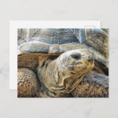 TORTOISE POSTKARTE (Vorne/Hinten)