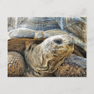 TORTOISE POSTKARTE