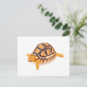 Tortoise Postkarte (Stehend Vorderseite)