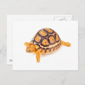 Tortoise Postkarte (Vorne/Hinten)