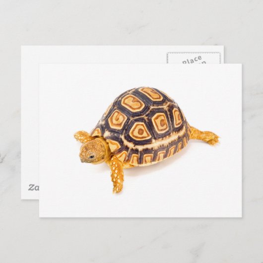 Tortoise Postkarte (Vorne/Hinten)