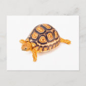 Tortoise Postkarte (Vorderseite)