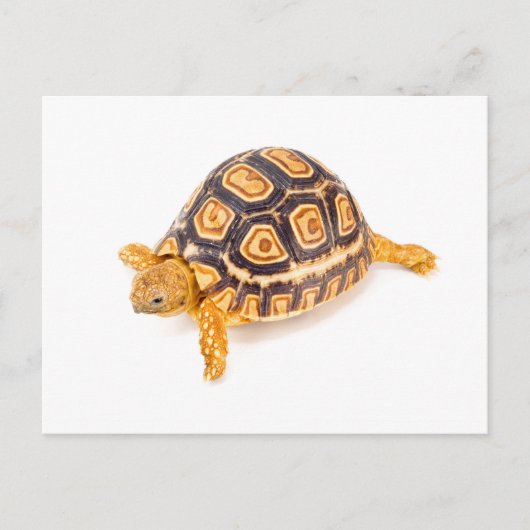 Tortoise Postkarte (Vorderseite)