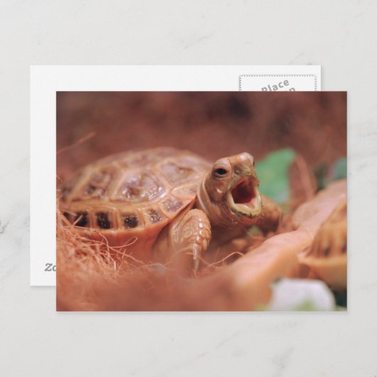 Tortoise Postkarte (Vorne/Hinten)