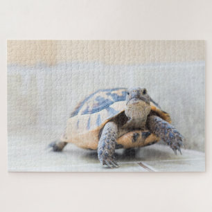 Tortoise Puzzle