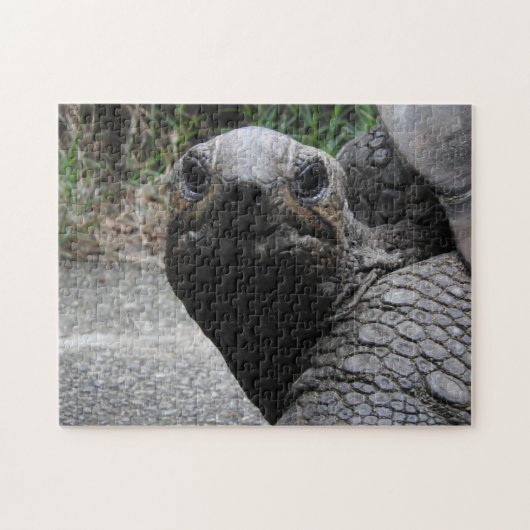 Tortoise Puzzle (Horizontal)