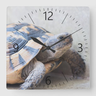 Tortoise Quadratische Wanduhr
