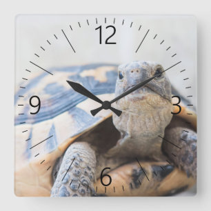 Tortoise Quadratische Wanduhr