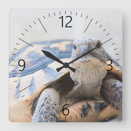 Tortoise Quadratische Wanduhr (Vorderseite)