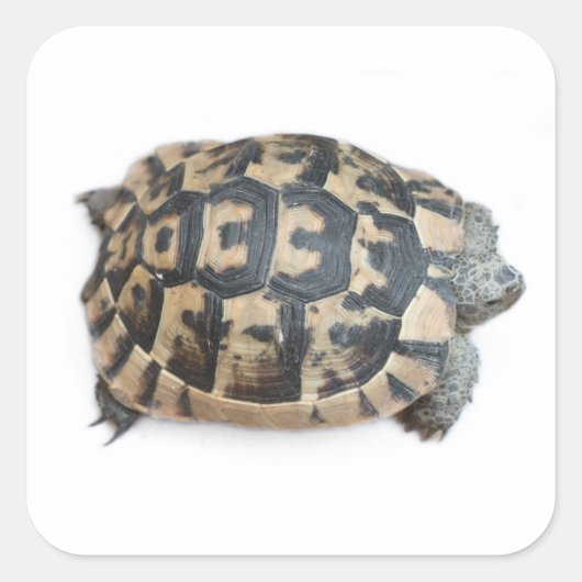 Tortoise Quadratischer Aufkleber (Vorderseite)
