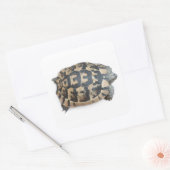 Tortoise Quadratischer Aufkleber (Umschlag)