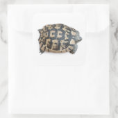 Tortoise Quadratischer Aufkleber (Tasche)