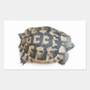 Tortoise Rechteckiger Aufkleber