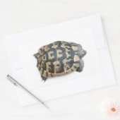 Tortoise Rechteckiger Aufkleber (Umschlag)