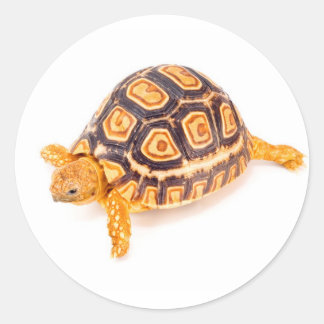 Tortoise Runder Aufkleber