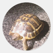 Tortoise Runder Aufkleber (Vorderseite)