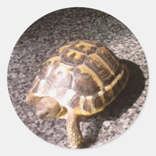 Tortoise Runder Aufkleber (Vorderseite)