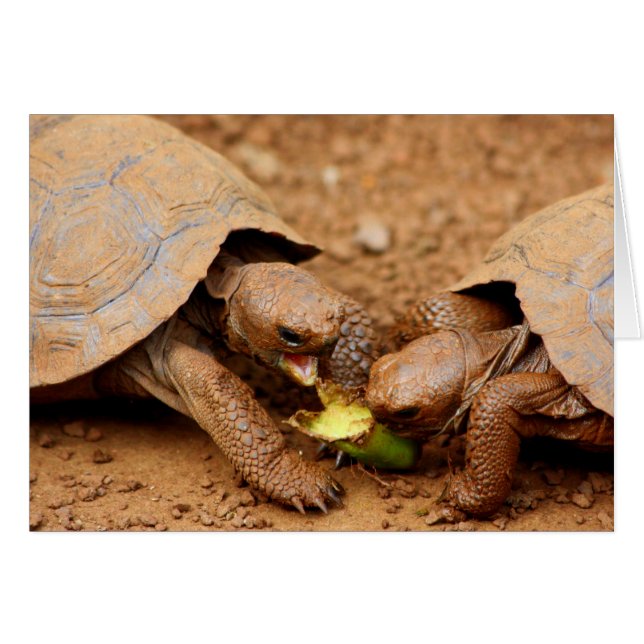 Tortoise Snack (Vorderseite (Horizontal))