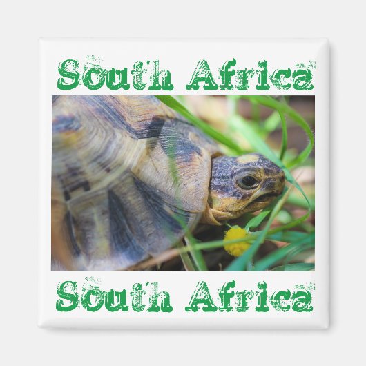 Tortoise Südafrika Naturmagnet Magnet (Vorne)