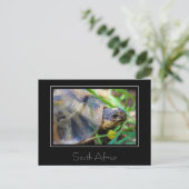 Tortoise Südafrika Naturpostkarte Postkarte (Stehend Vorderseite)