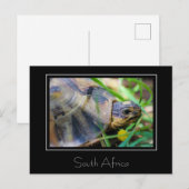 Tortoise Südafrika Naturpostkarte Postkarte (Vorne/Hinten)