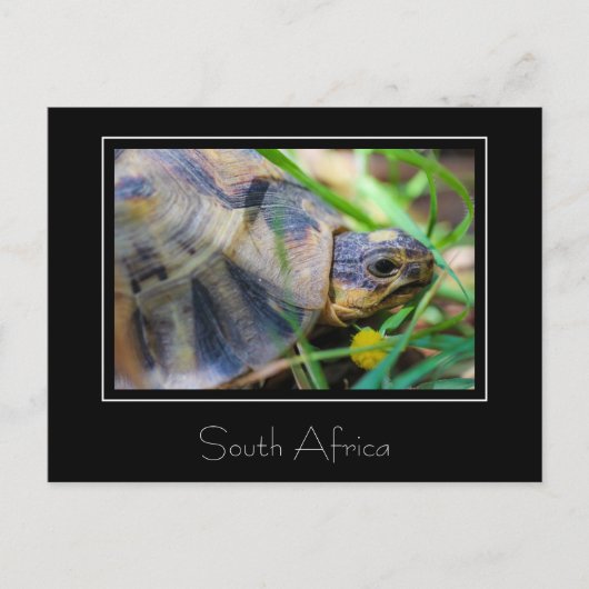 Tortoise Südafrika Naturpostkarte Postkarte (Vorderseite)