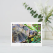 Tortoise Südafrika Naturpostkarte Postkarte (Stehend Vorderseite)