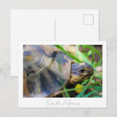 Tortoise Südafrika Naturpostkarte Postkarte (Vorne/Hinten)
