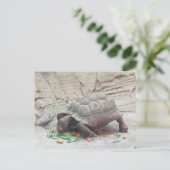Tortoise Turtle Reptil Postkarte (Stehend Vorderseite)