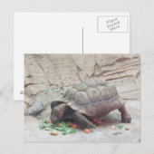 Tortoise Turtle Reptil Postkarte (Vorne/Hinten)