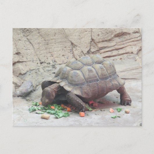 Tortoise Turtle Reptil Postkarte (Vorderseite)