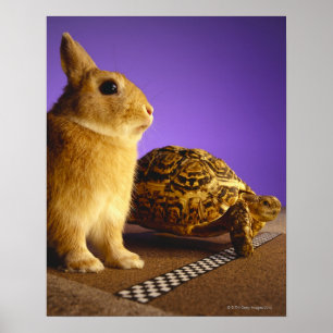 Tortoise und der Hase Poster