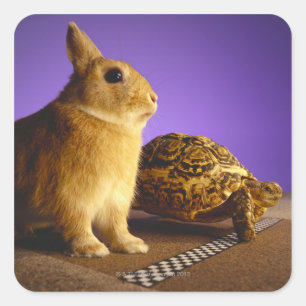 Tortoise und der Hase Quadratischer Aufkleber