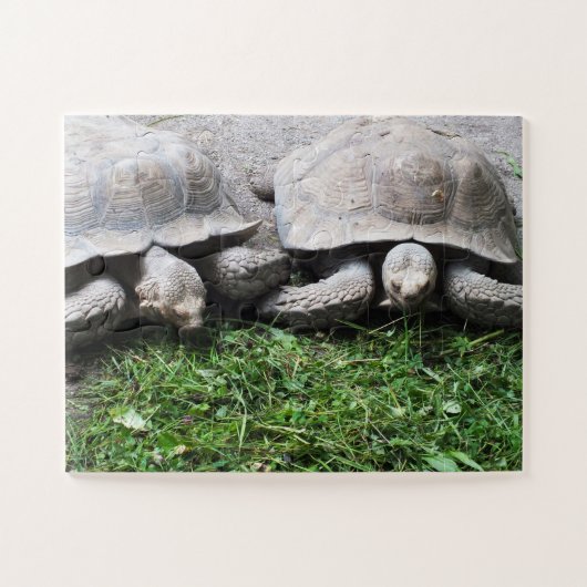 Tortoises Puzzle (Horizontal)