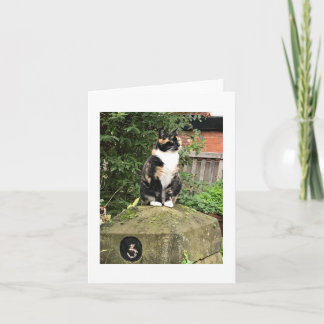 Tortoiseshell and White Calico Cat Karte