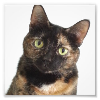 Tortoiseshell Cat Fotodruck