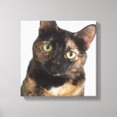 Tortoiseshell Cat Leinwanddruck (Vorderseite)