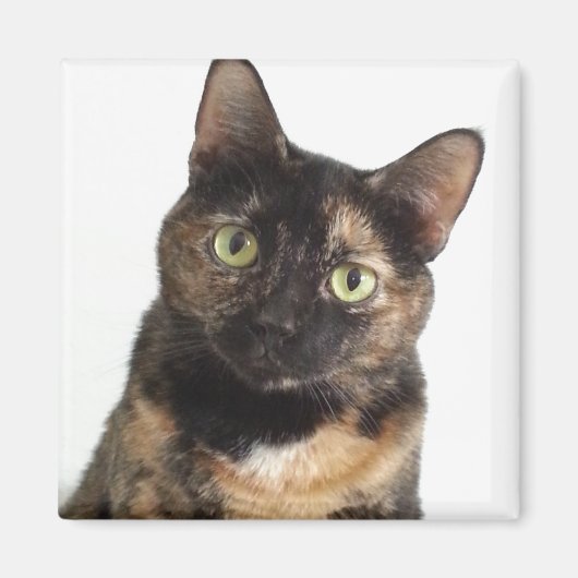 Tortoiseshell Cat Magnet (Vorne)