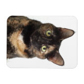 Tortoiseshell Cat Magnet (Horizontal)