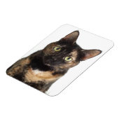 Tortoiseshell Cat Magnet (Linke Seite)