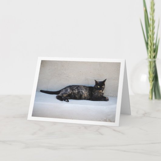 Tortoiseshell Cat Portrait Karte (Vorderseite)