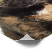 Tortoiseshell Cat Poster (Ecke)