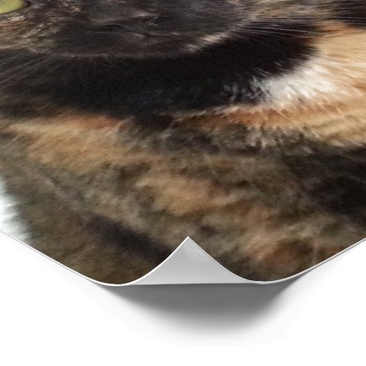 Tortoiseshell Cat Poster (Ecke)