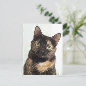 Tortoiseshell Cat Postkarte (Stehend Vorderseite)