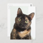 Tortoiseshell Cat Postkarte (Vorne/Hinten)