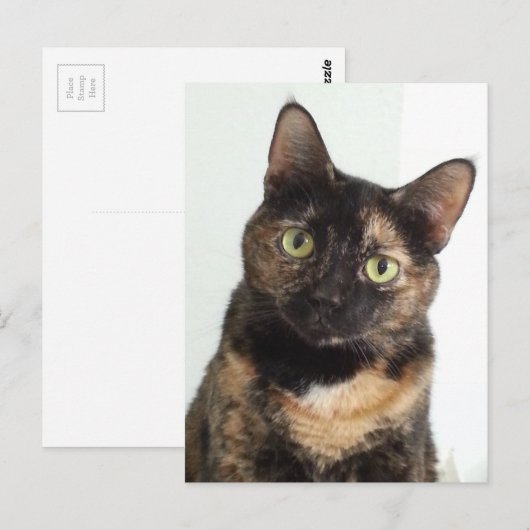 Tortoiseshell Cat Postkarte (Vorne/Hinten)