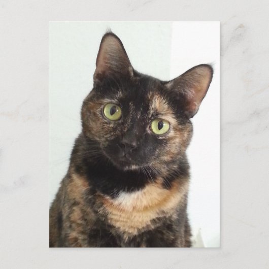Tortoiseshell Cat Postkarte (Vorderseite)