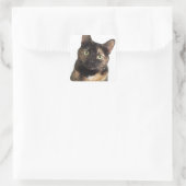 Tortoiseshell Cat Quadratischer Aufkleber (Tasche)