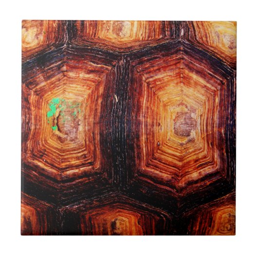 Tortoiseshell Fliese (Vorderseite)