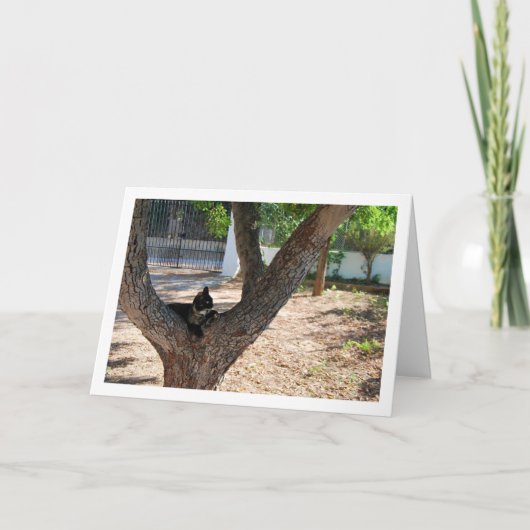 Tortoiseshell Kat in Tree Karte (Vorderseite)